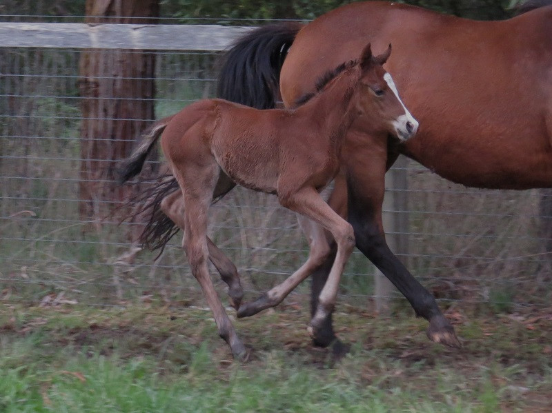 082 Bombora Bias x De Gaulle bc 10-03